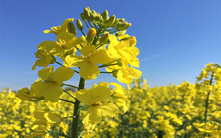 Billede af rapsplante, hvor der kan ses en rapsmark i baggrunden. 